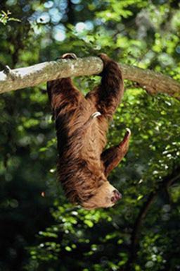 sloth